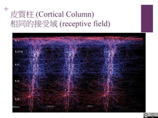 +
Ƥ| (Cortical Column)
ͬĽ (receptive field)
 