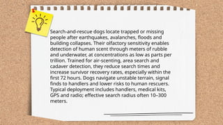 ...
t.me/slaydai_bot
Search-and-rescue dogs locate trapped or missing
people after earthquakes, avalanches, floods and
building collapses. Their olfactory sensitivity enables
detection of human scent through meters of rubble
and underwater, at concentrations as low as parts per
trillion. Trained for air-scenting, area search and
cadaver detection, they reduce search times and
increase survivor recovery rates, especially within the
first 72 hours. Dogs navigate unstable terrain, signal
finds to handlers and lower risks to human rescuers.
Typical deployment includes handlers, medical kits,
GPS and radio; effective search radius often 10–300
meters.
 