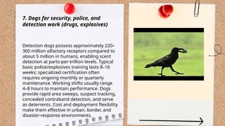 ...
t.me/slaydai_bot
7. Dogs for security, police, and
detection work (drugs, explosives)
Detection dogs possess approximately 220–
300 million olfactory receptors compared to
about 5 million in humans, enabling scent
detection at parts-per-trillion levels. Typical
basic police/explosives training lasts 8–16
weeks; specialized certification often
requires ongoing monthly or quarterly
maintenance. Working shifts usually range
4–8 hours to maintain performance. Dogs
provide rapid area sweeps, suspect tracking,
concealed contraband detection, and serve
as deterrents. Cost and deployment flexibility
make them effective in urban, border, and
disaster-response environments.
 