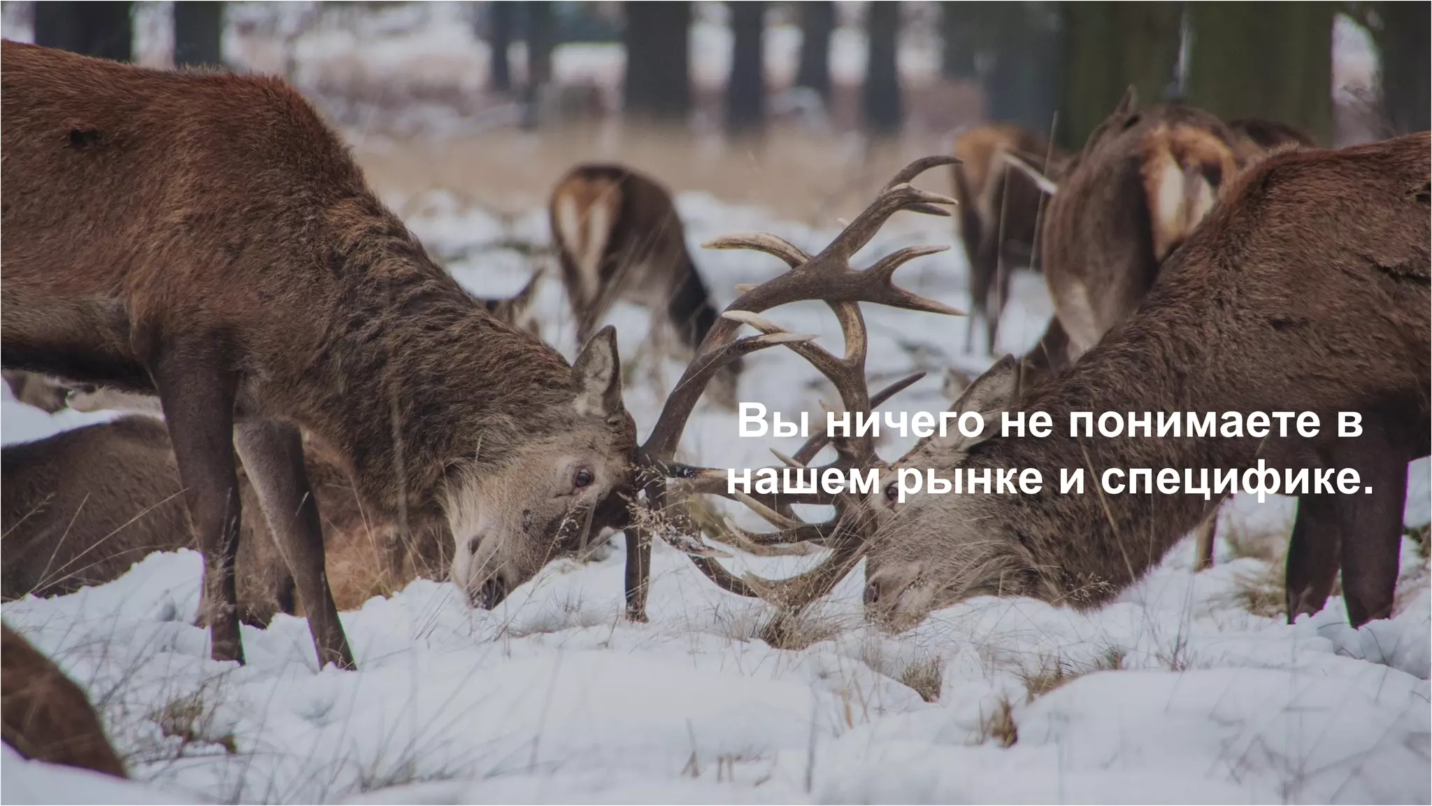 Вы ничего не понимаете в
нашем рынке и специфике.
 