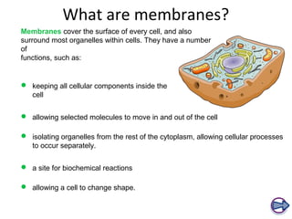 What are membranes? 
Membranes cover the surface of every cell, and also 
surround most organelles within cells. They have a number 
of 
functions, such as: 
 keeping all cellular components inside the 
cell 
 allowing selected molecules to move in and out of the cell 
 isolating organelles from the rest of the cytoplasm, allowing cellular processes 
to occur separately. 
 a site for biochemical reactions 
 allowing a cell to change shape. 
 
