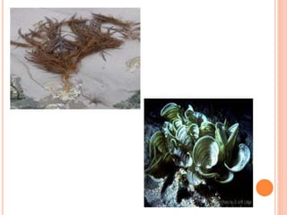 Brown algae | PPTX