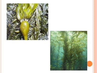 Brown algae | PPTX