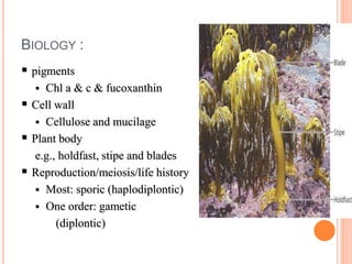Brown Algae Slide