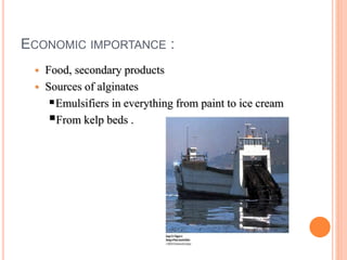 ECONOMIC IMPORTANCE :
 Food, secondary products
 Sources of alginates
Emulsifiers in everything from paint to ice cream...
