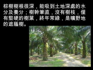 棕樹樹根很深，能吸到土地深處的水分及養分；樹幹筆直，沒有樹枝，僅有堅硬的樹葉，終年常綠，是曠野地的遮蔭樹。 