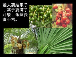 義人要結果子，葉子要滿了汁漿，永遠長青不枯。 