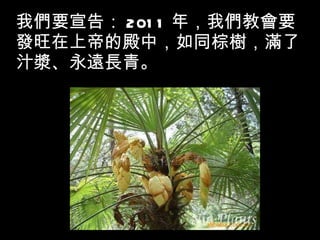 我們要宣告： 2011 年，我們教會要發旺在上帝的殿中，如同棕樹，滿了汁漿、永遠長青。 