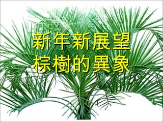 新年新展望 棕樹的異象 