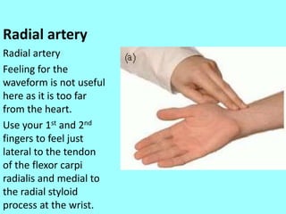Radial artery
Radial artery
Feeling for the
waveform is not useful
here as it is too far
from the heart.
Use your 1st and 2nd
fingers to feel just
lateral to the tendon
of the flexor carpi
radialis and medial to
the radial styloid
process at the wrist.
 