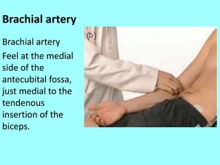 Brachial artery
Brachial artery
Feel at the medial
side of the
antecubital fossa,
just medial to the
tendenous
insertion of the
biceps.
 