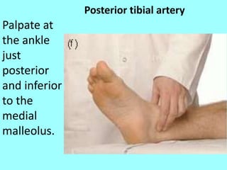 Posterior tibial artery
Palpate at
the ankle
just
posterior
and inferior
to the
medial
malleolus.
 
