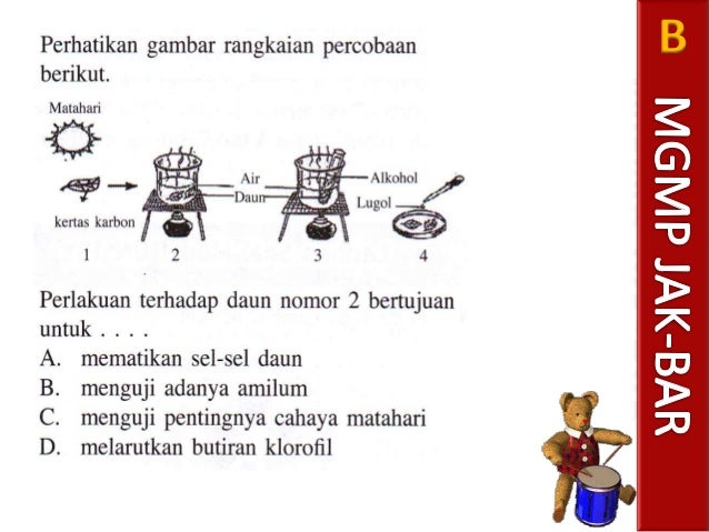 Soal Fotosintesis Smp Belajar