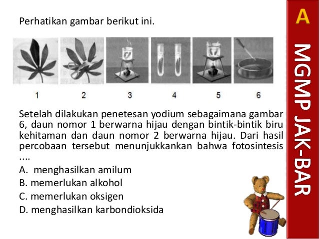 No 36 Soal Un 2012 Biologi Fotosintesis