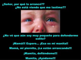 ¡Mamá!!! Espere... ¡Esa es mi manita!! ¿Señor, por qué la arrancó??  ¿No está viendo que me lastima?? ¡Mamita, defiéndeme!!! Mamita, ¡Ayúdame!!! ¿No vé que aún soy muy pequeño para defenderme solito? Mamá, mi piernita, ¡La están arrancando!!! 