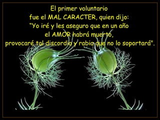 El primer voluntario  fue el MAL CARACTER, quien dijo:  “Yo iré y les aseguro que en un año  el AMOR habrá muerto,  provocaré tal discordia y rabia que no lo soportará". 