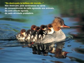 “ No destruyais la belleza del mundo...” Não destruam, pois sentiremos na carne  as conseqüências de cada agressão aos animais,  de cada atitude egoísta, de cada atividade predadora. 