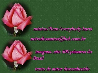 [email_address] imagens..site 500 pássaros do Brasil música/Rem/everybody hurts texto de autor desconhecido 