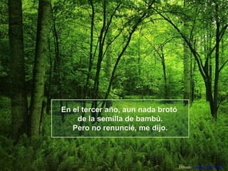 En el tercer año, aun nada brotó
de la semilla de bambú.
Pero no renuncié, me dijo.

Difunde AvanzaPorMas.com

 