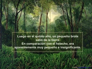 Luego en el quinto año, un pequeño brote
salió de la tierra.
En comparación con el helecho, era
aparentemente muy pequeño e insignificante.

Difunde AvanzaPorMas.com

 