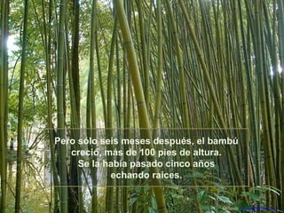 Pero sólo seis meses después, el bambú
creció, más de 100 pies de altura.
Se la había pasado cinco años
echando raíces.

Difunde AvanzaPorMas.com

 