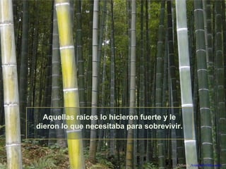 Aquellas raíces lo hicieron fuerte y le
dieron lo que necesitaba para sobrevivir.

Difunde AvanzaPorMas.com

 