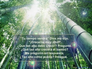 “Tu tiempo vendrá” Dios me dijo.
“¡Crecerás muy alto!”
¿Que tan alto debo crecer? Pregunté.
¿Qué tan alto crecerá el bambú?
Me preguntó en respuesta.
¿Tan alto como pueda? Indagué.

Difunde AvanzaPorMas.com

 
