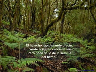 El helecho rápidamente creció.
Su verde brillante cubría el suelo.
Pero nada salió de la semilla
del bambú.

Difunde AvanzaPorMas.com

 