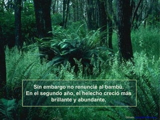 Sin embargo no renuncié al bambú.
En el segundo año, el helecho creció más
brillante y abundante.
Difunde AvanzaPorMas.com

 