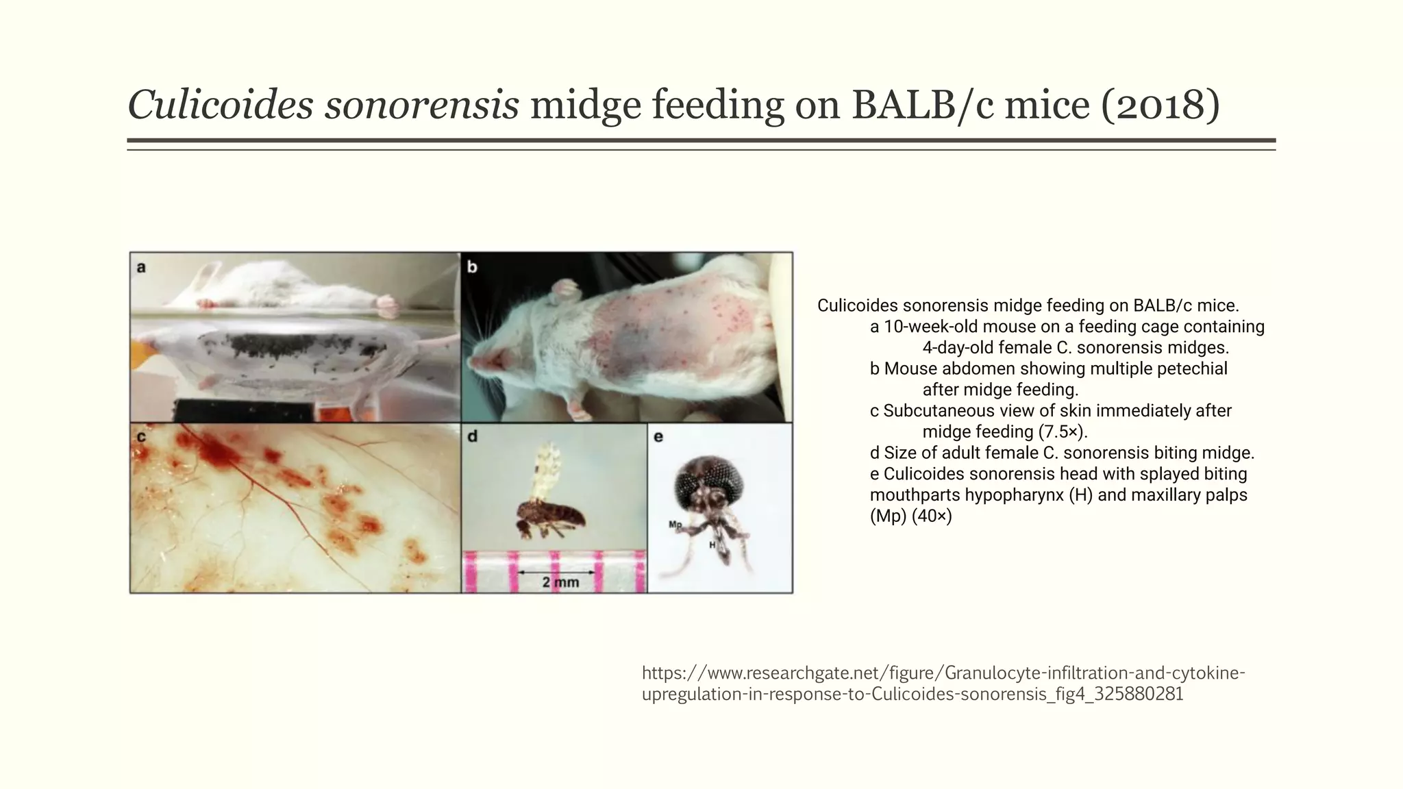 invisible-blood-sucker-no-see-um-biting-midge-pdf