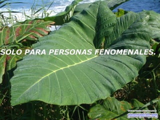 SOLO PARA PERSONAS FENOMENALES.SOLO PARA PERSONAS FENOMENALES.