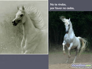 No te rindas, 
por favor no cedas, 
 