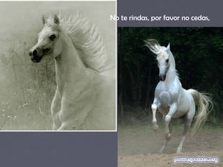 No te rindas, por favor no cedas,
 