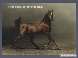 No te rindas, por favor no cedas,
 