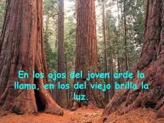 En los ojos del joven arde la llama, en los del viejo brilla la luz. 