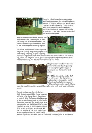 Begin by collecting a pile of newspapers
                                    well in advance of the day you will make the
                                    garden. If the area is in lawn or weeds, mow
                                    closely with a lawn mower. Cover the area
                                    with three to five sheets of newspapers
                                    placed so that there is considerable overlap
                                    at the edges. Then place the mulch on top of
                                    the layer of newspaper.

Work in small areas at a time because you
never know when a sudden gust of wind
can disrupt the layer of newspapers. Be
sure to choose a day without much wind
so that the newspapers will stay in place.

For mulch, we use either wood chips that
are given to us by the power company or a
landscaping company, or grass clippings.
You could experiment with other materials that may be available to you such as
hay, straw, tall-cut grass, leaves, pine needles (we had expected problems from
pine needle acidity, but they never materialized), and others.

                                             The grass and weeds below the news-
                                             papers will have difficulty pushing
                                             their way up through the layers of
                                             newspapers and the thick layer of
                                             mulch.

                                         How Thick Should The Mulch Be?
                                         You will observe that the farther a
                                         weed must grow through the mulch
                                         before it reaches light, the weaker it
                                         will be and hence easier to pull. If you
make the mulch too shallow you will have a lot more work to do hand-pulling the
weeds.

There is no hard-and-fast rule for how
thick the mulch should be. Some materials
will need to be placed deeper than others.
In general, light, fluffy materials like straw
or new grass clippings must be piled higher
than dense materials like wood chips. As a
starting point, use six inches of fluffy grass
clippings or straw or old leaves or perhaps
three inches of (denser) wood chips. As
you can imagine, if you have to purchase
wood chips by the bag the garden could
become expensive. See what you can find that is either recycled or inexpensive.
 