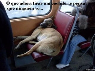 O que adora tirar um cochilo...e pensa
que ninguém vê...
 