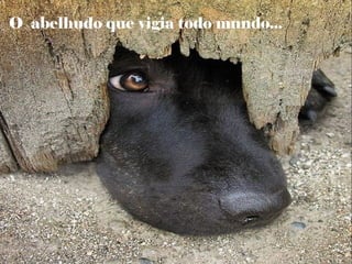 O abelhudo que vigia todo mundo...
 