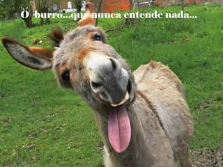 O burro...que nunca entende nada...
 