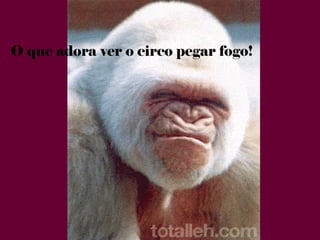 O que adora ver o circo pegar fogo!
 