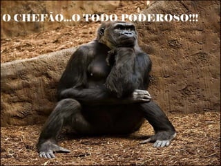 O CHEFÃO...O TODO PODEROSO!!!
 