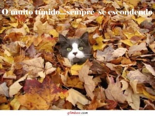 O muito tímido...sempre se escondendo
 