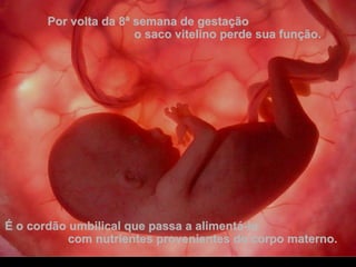 Por volta da 8ª semana de gestaçãoPor volta da 8ª semana de gestação
o saco vitelino perde sua função.o saco vitelino perde sua função.
É o cordão umbilical que passa a alimentá-loÉ o cordão umbilical que passa a alimentá-lo
com nutrientes provenientes do corpo materno.com nutrientes provenientes do corpo materno.
 