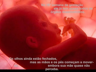 Na 16ª semana de gestaçãoNa 16ª semana de gestação
ele já tem quase todos osele já tem quase todos os
órgãos desenvolvidos.órgãos desenvolvidos.
Os olhos ainda estão fechados,Os olhos ainda estão fechados,
mas as mãos e os pés começam a mover-mas as mãos e os pés começam a mover-
se, embora sua mãe quase nãose, embora sua mãe quase não
perceba.perceba.
 