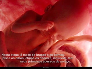 Nesta etapa já mexe os braços e as pernas,  pisca os olhos, chupa os dedos e, inclusive, tem  seus primeiros acessos de soluço.  