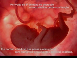 Por volta da 8ª semana de gestação  o saco vitelino perde sua função.  É o cordão umbilical que passa a alimentá-lo  com nutrientes provenientes do corpo materno. 
