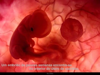Um embrião de poucas semanas encontra-se  no interior do útero de sua mãe. 