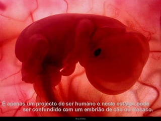 É apenas um projecto de ser humano e neste estágio pode  ser confundido com um embrião de cão ou macaco. 