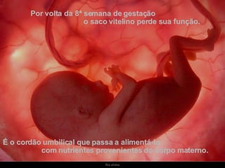 Por volta da 8ª semana de gestação  o saco vitelino perde sua função.  É o cordão umbilical que passa a alimentá-lo  com nutrientes provenientes do corpo materno. 