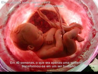 Ele completa nove meses e está  pronto para nascer.  Em 40 semanas, o que era apenas uma sementinha transformou-se em um ser humano. 